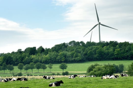 Eoliennes vaches et champs