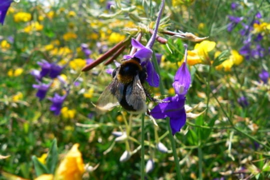abeille