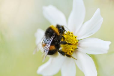 Néonicotinoïdes : "Nous, élus locaux, ne voterons pas pour les sénateurs qui mettront en danger la santé de nos administrés et la biodiversité"