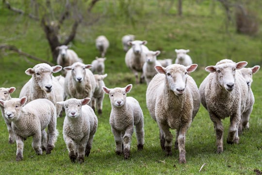 Ce que les collectivités doivent retenir de la loi d’urgence pour la protection et la souveraineté agricoles du 18 août
