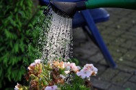 flowers-1476210_640