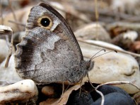 Le faune ne subsiste plus en Ile-de-France que dans les plaines sableuses du massif de Fontainebleau. Il est aussi en danger critique en régions Centre et Bourgogne.