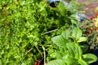 JARDIN ST PIERRE DE FRUGIE