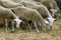 moutons
