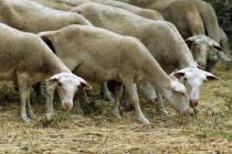moutons