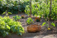Légumes-jardin-potager-UNE