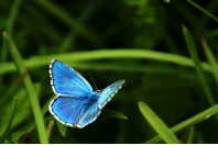 papillon
