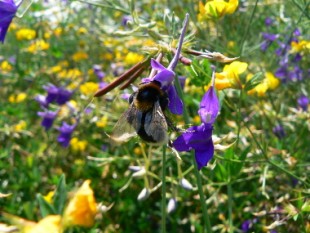 abeille