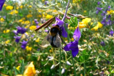 abeille