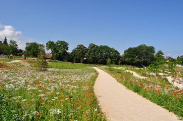 Les pelouses fleuries sont esthétiques, demandent peu d'entretien et favorisent la biodiversité.