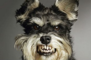 Chien crocs