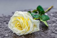 rose blanche