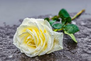 rose blanche