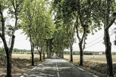 avenue