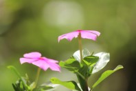 Fleurs