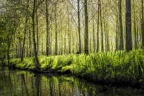 marais