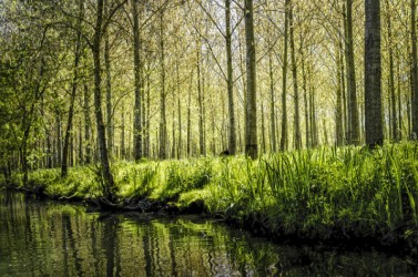 marais