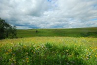 prairie