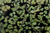 Algae