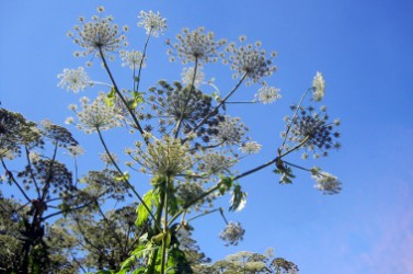 Heracleum_mantegazzianum_-_Berce_du_Caucase_2.JPG