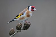 chardonneret