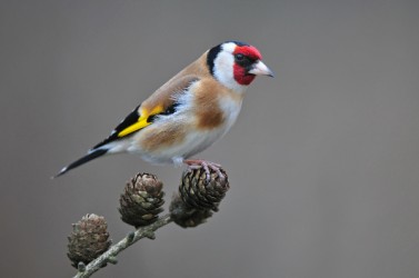 chardonneret