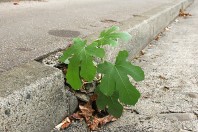 plantes