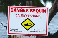 requin