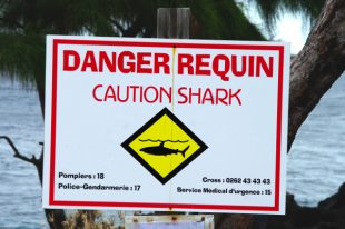 requin