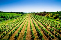 Agriculture-bio
