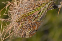 chenille-pin1