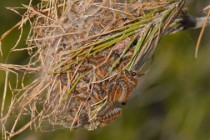 chenille-pin1