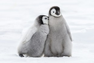 câlin