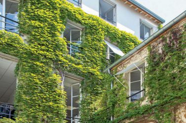 En matière de végétalisation verticale, la solution rustique de la vigne vierge se montre efficace pour rafraîchir les espaces intérieurs. -