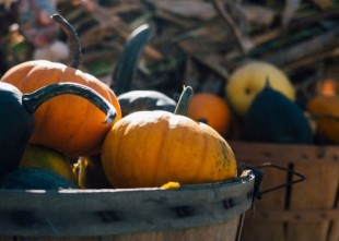 Au pied des HLM, le jardin géré par les habitants crée du lien