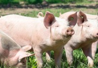 Crise de l’élevage : comment stopper l’hémorragie