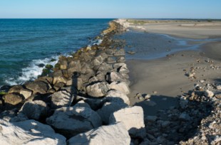 camargue