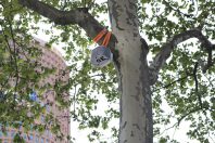 arbres-connectes