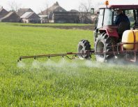 Farmer spraying wheat field with tractor sprayer at spring season