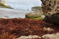 Sargasses en Guadeloupe