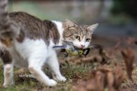 chat-oiseau