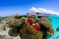 Le nouvel Office français de la biodiversité (OFB) dispose d’un très large panel de compétences, dont la protection des récifs coralliens, gravement menacés (ici, à Mayotte).
