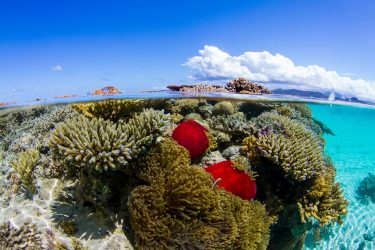 Le nouvel Office français de la biodiversité (OFB) dispose d’un très large panel de compétences, dont la protection des récifs coralliens, gravement menacés (ici, à Mayotte).