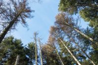 thema-foret
