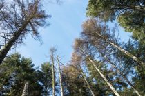 thema-foret