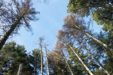 thema-foret