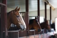 Chevaux