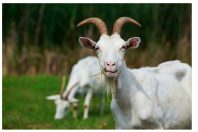 Portrait of goat