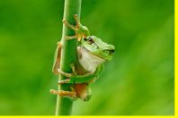 European tree frog, Hyla arborea, sitting on grass straw with cl