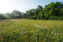 France, Ille-et-Vilaine (35), Chartres-de-Bretagne, le site ENS de Lormandière